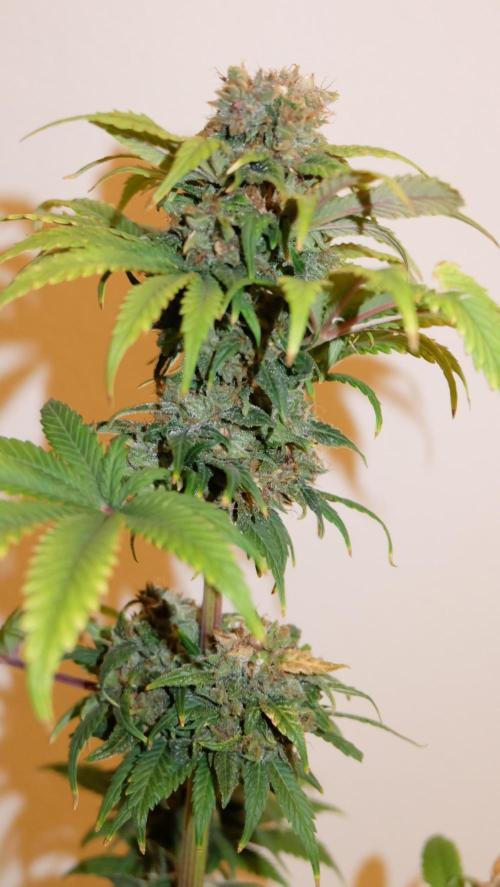 Durban Poison X Kikiriki. Week 8 - #5