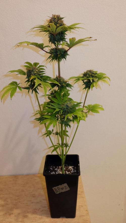 Durban Poison X Kikiriki. Week 8 - #2
