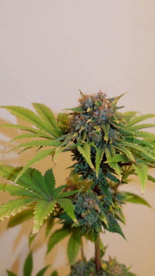 Durban Poison X Kikiriki. Week 8 - #2