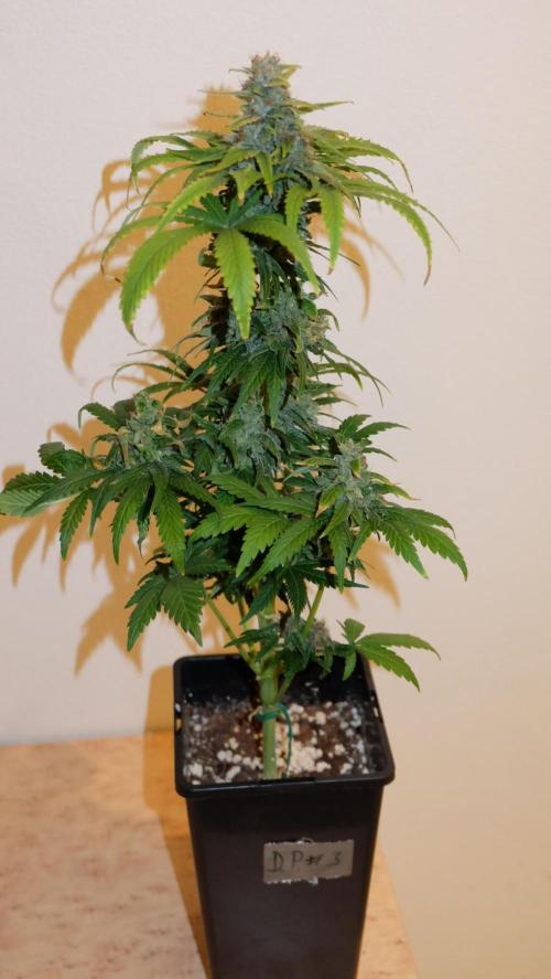 Durban Poison X Kikiriki. Week 8 - #3