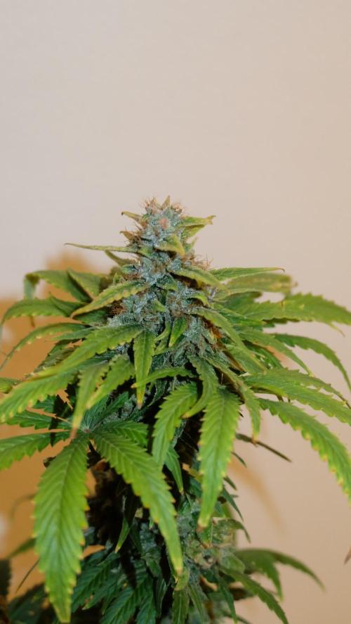 Durban Poison X Kikiriki. Week 8 - #3