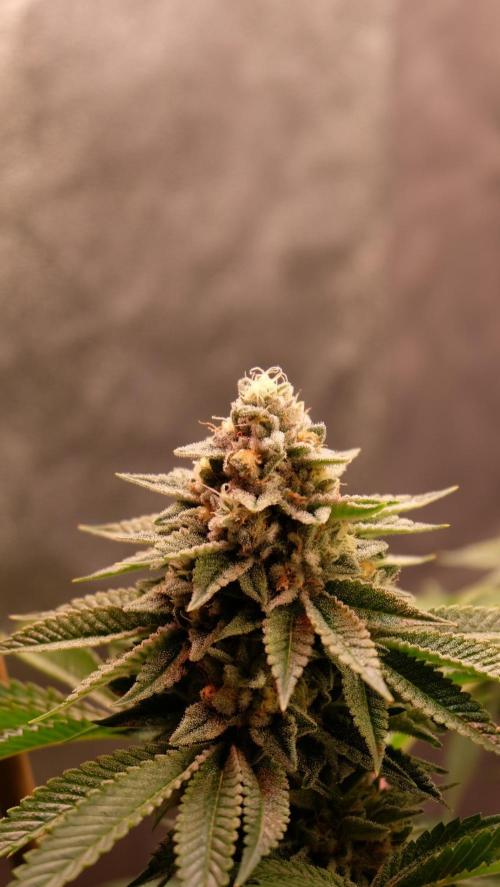 The Hippopotamus's Garden 1. Week 15 - Marshmallow OG