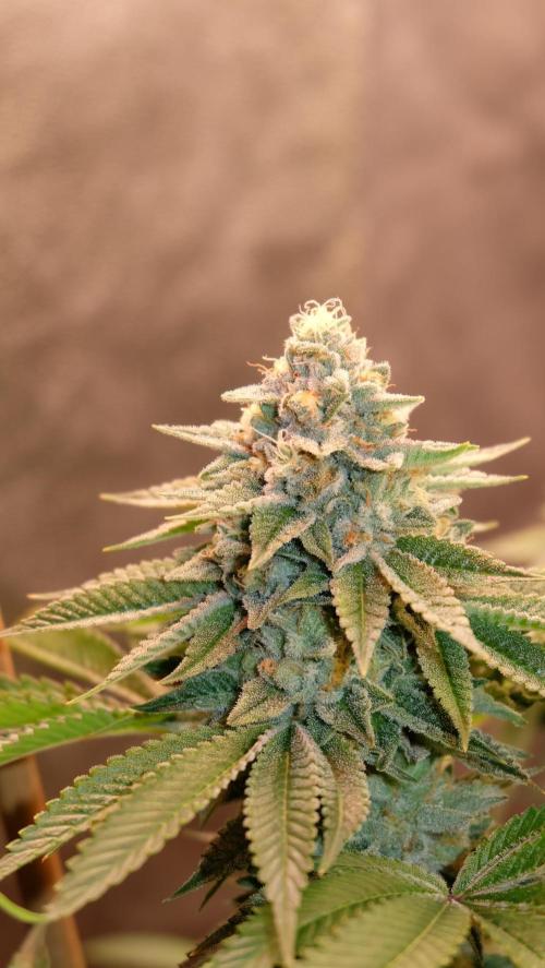 The Hippopotamus's Garden 1. Week 15 - Marshmallow OG