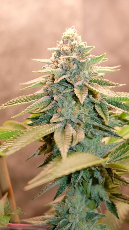 The Hippopotamus's Garden 1. Week 15 - Marshmallow OG