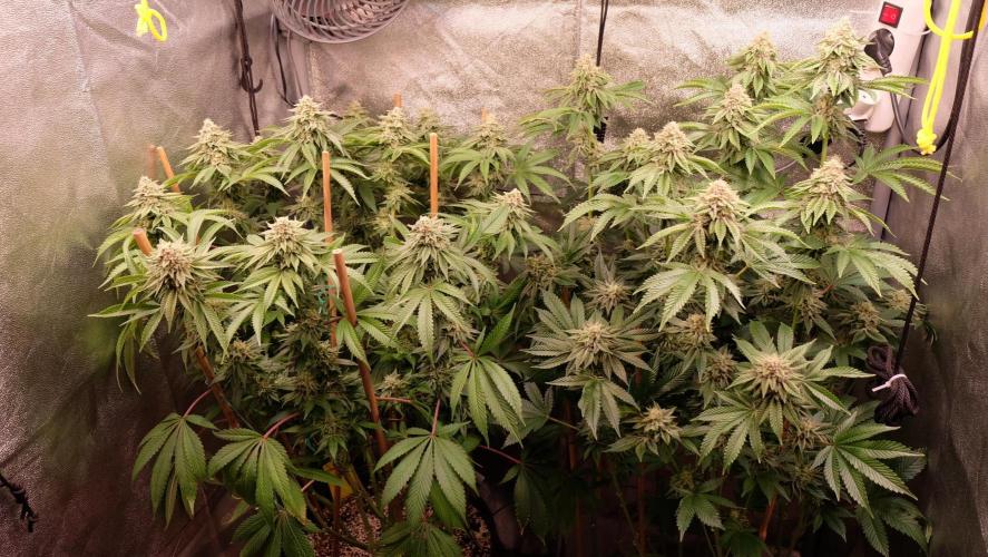 The Hippopotamus's Garden 1. Week 15