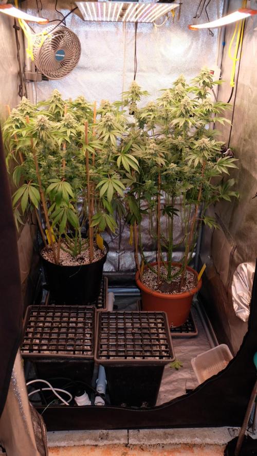 The Hippopotamus's Garden 1. Week 15