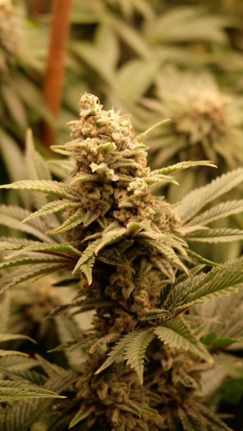 The Hippopotamus's Garden 1. Week 15 - California Haze