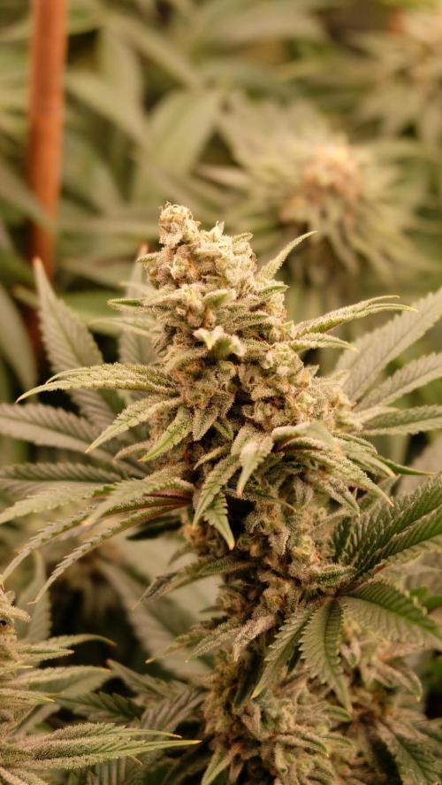 The Hippopotamus's Garden 1. Week 15 - California Haze