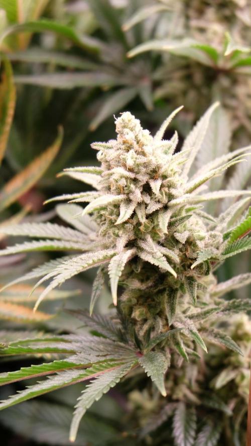 The Hippopotamus's Garden 1. Week 15 - California Haze
