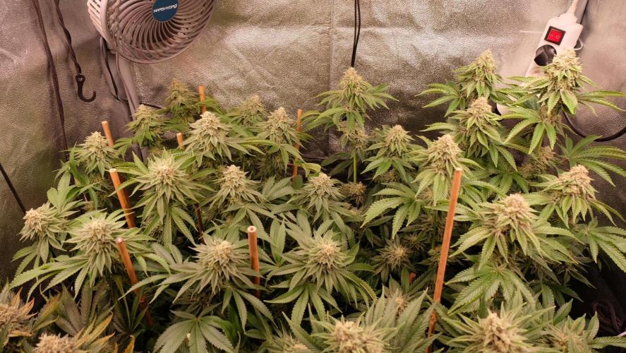 The Hippopotamus's Garden 1. Week 15