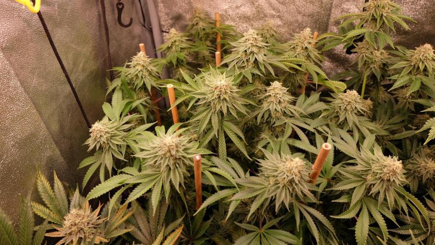 The Hippopotamus's Garden 1. Week 15 - Marshmallow OG