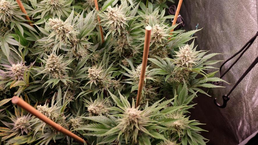 The Hippopotamus's Garden 1. Week 15 - California Haze