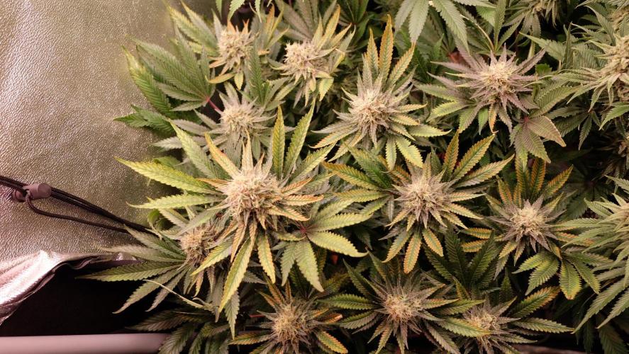 The Hippopotamus's Garden 1. Week 15 - Karibbean Mango