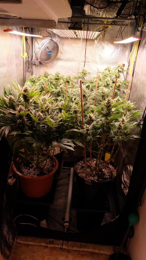 The Hippopotamus's Garden 1. Week 15