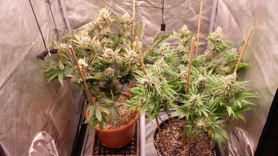 The Hippopotamus's Garden 1. Week 17