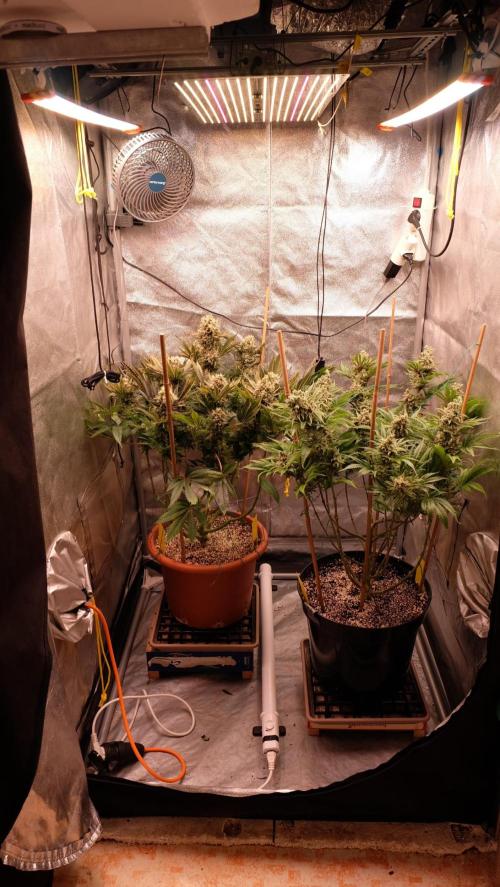 The Hippopotamus's Garden 1. Week 17