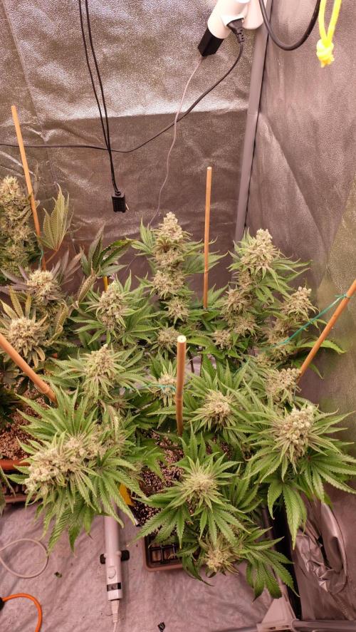 The Hippopotamus's Garden 1. Week 17 - California Haze