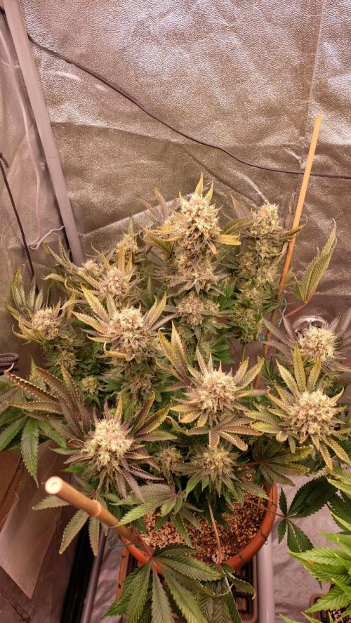 The Hippopotamus's Garden 1. Week 17 - Karibbean Mango