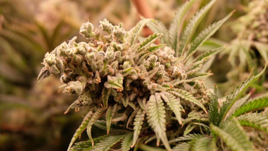 The Hippopotamus's Garden 1. Week 17 - California Haze