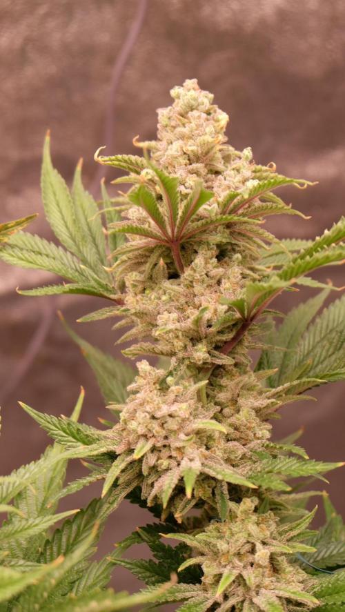 The Hippopotamus's Garden 1. Week 17 - California Haze