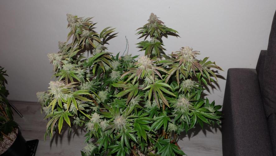 The Hippopotamus's Garden 1. Week 17