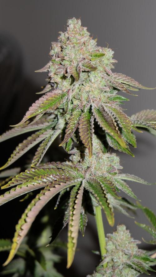 The Hippopotamus's Garden 1. Week 17