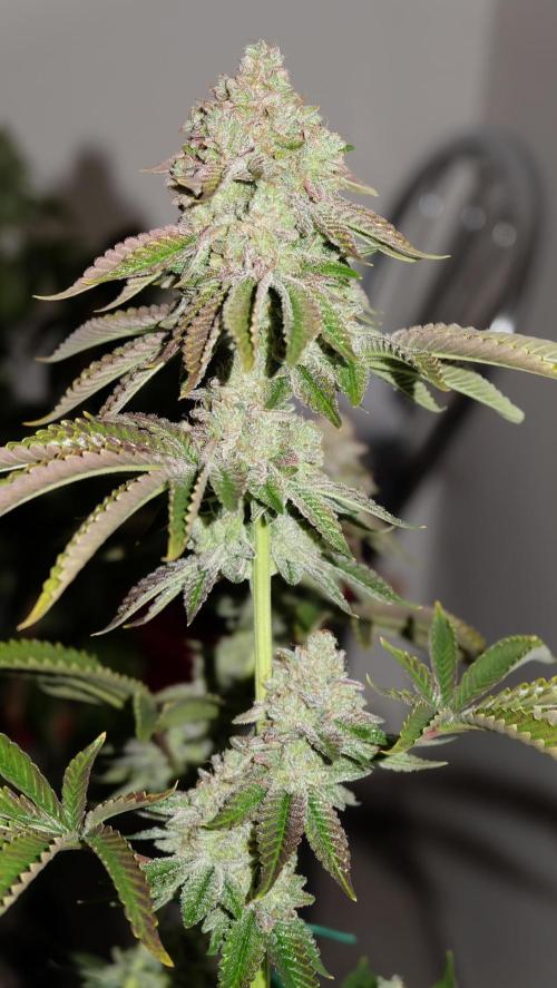The Hippopotamus's Garden 1. Week 17