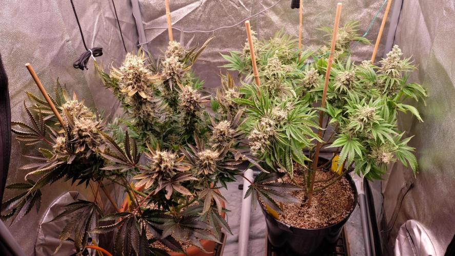 The Hippopotamus's Garden 1. Week 18