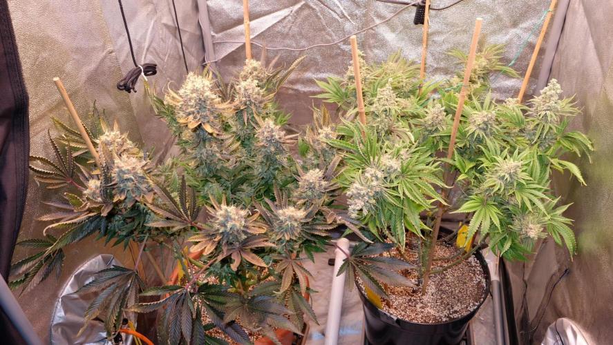 The Hippopotamus's Garden 1. Week 18