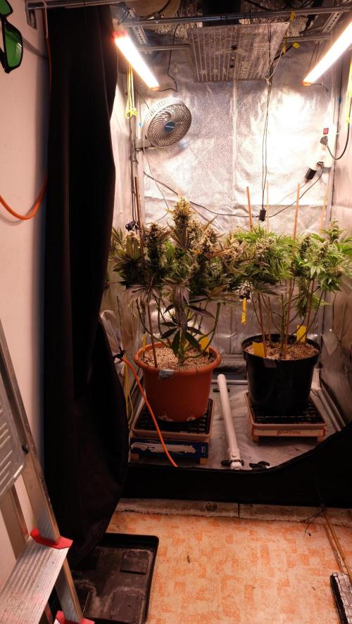 The Hippopotamus's Garden 1. Week 18