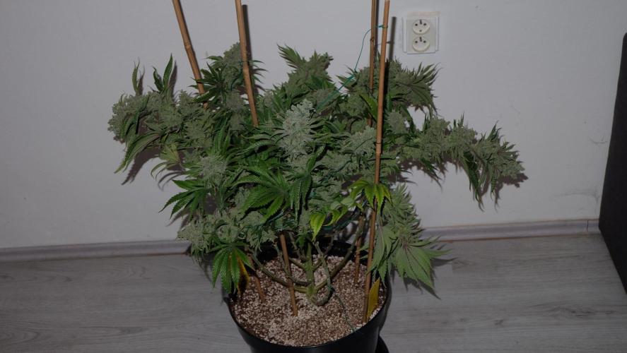 The Hippopotamus's Garden 1. Week 19