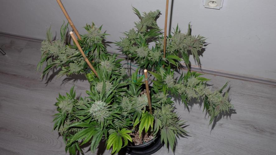 The Hippopotamus's Garden 1. Week 19