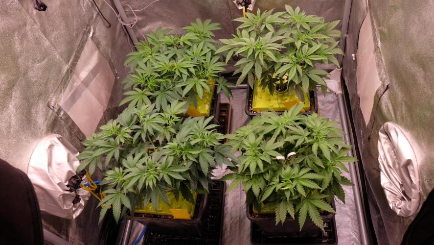 The Hippopotamus's Garden 2. Week 7