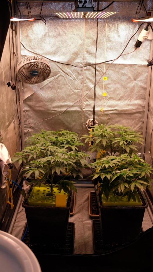 The Hippopotamus's Garden 2. Week 7