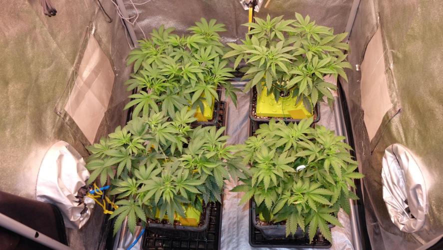 The Hippopotamus's Garden 2. Week 7
