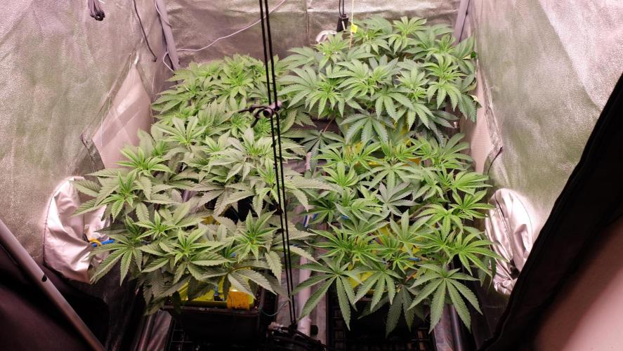 The Hippopotamus's Garden 2. Week 8