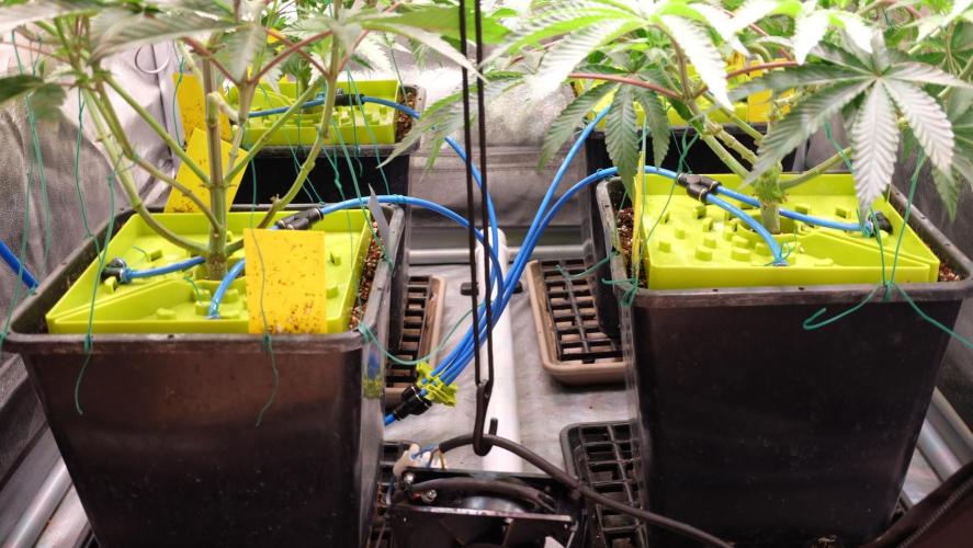 The Hippopotamus's Garden 2. Week 8