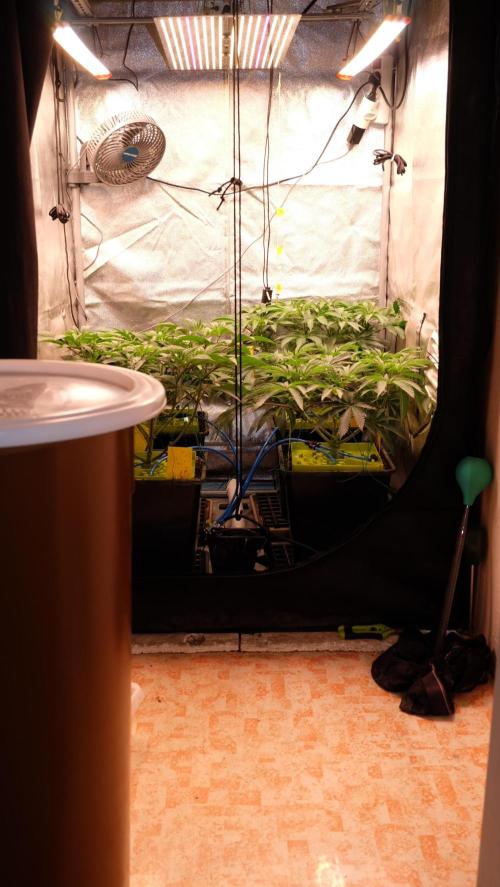 The Hippopotamus's Garden 2. Week 8