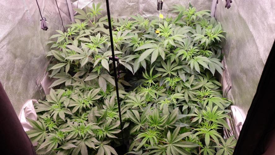 The Hippopotamus's Garden 2. Week 9