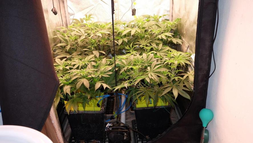 The Hippopotamus's Garden 2. Week 9