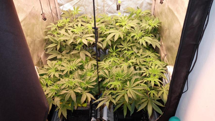 The Hippopotamus's Garden 2. Week 9