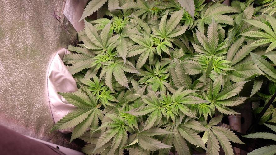 The Hippopotamus's Garden 2. Week 9 - Orange Creampop