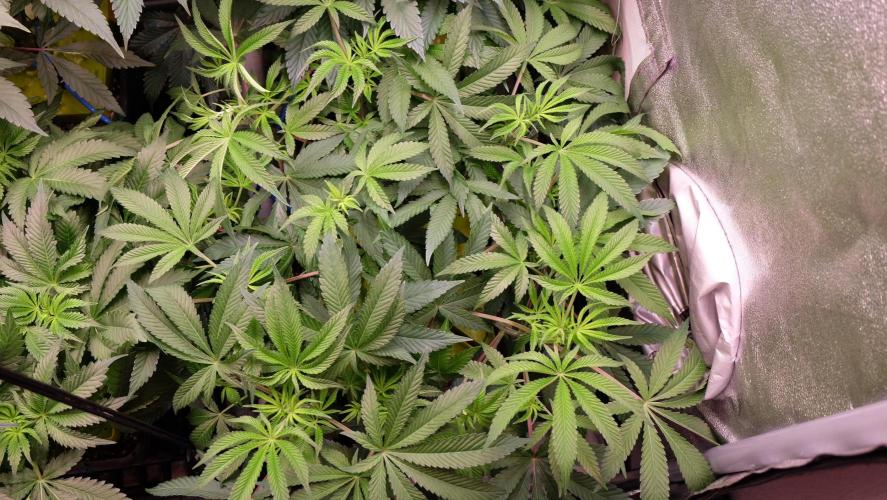 The Hippopotamus's Garden 2. Week 9 - Shimo
