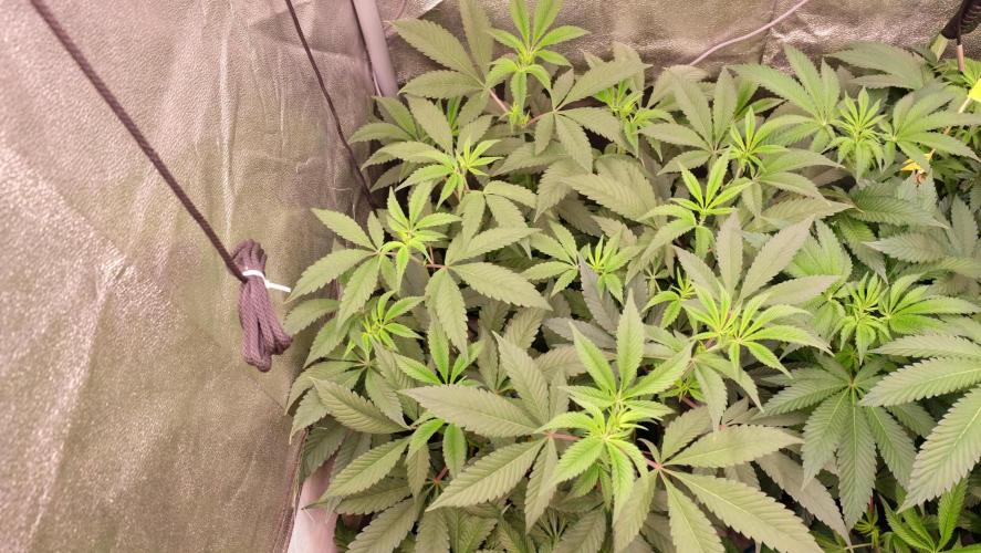 The Hippopotamus's Garden 2. Week 9 - Granny Candy