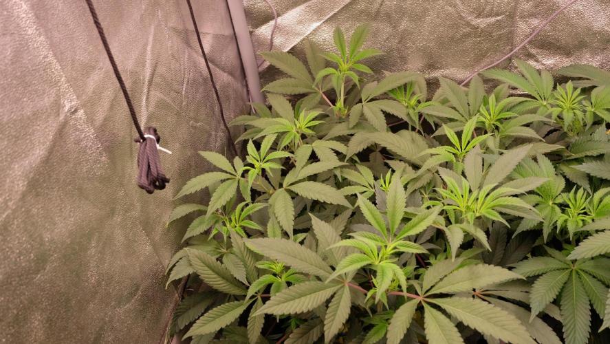 The Hippopotamus's Garden 2. Week 9