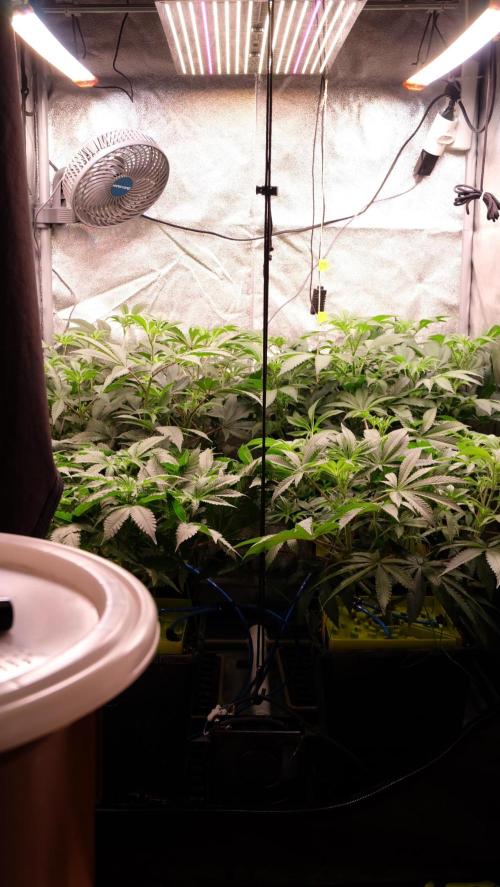 The Hippopotamus's Garden 2. Week 9