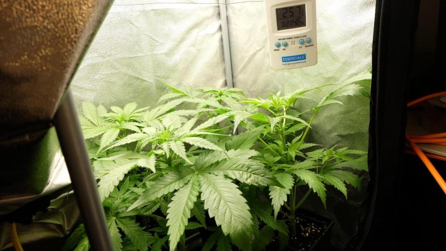 Pineapple Upside Down Cake. Week 5