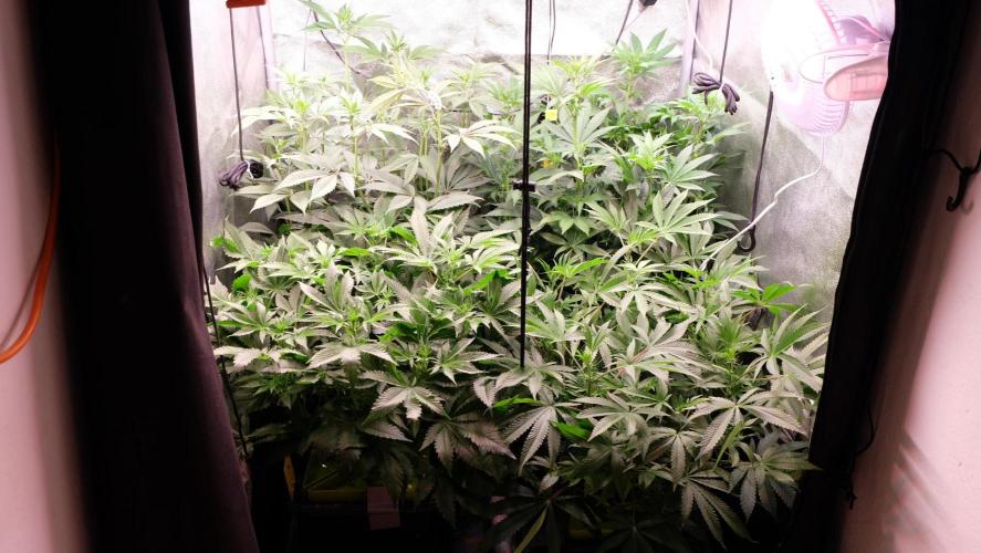 The Hippopotamus's Garden 2. Week 10