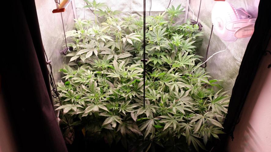The Hippopotamus's Garden 2. Week 10