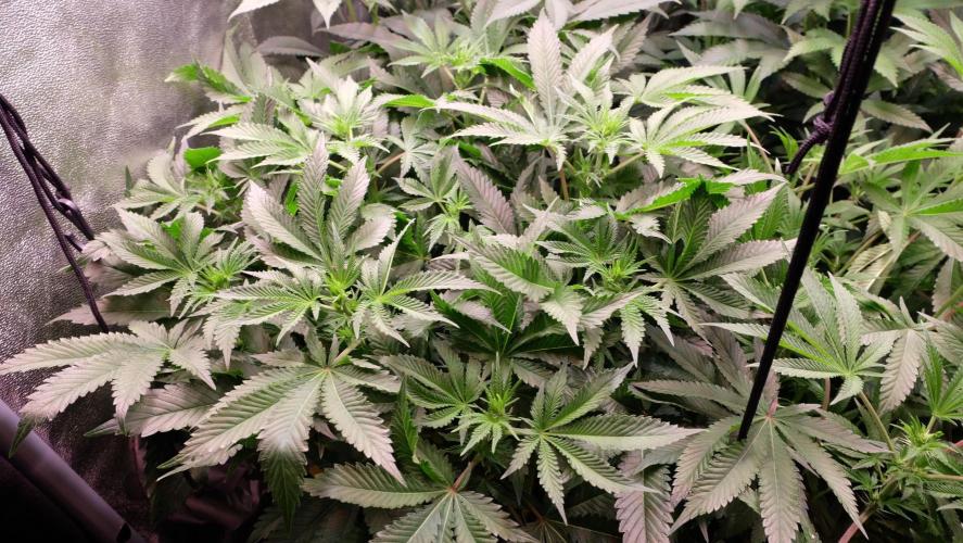 The Hippopotamus's Garden 2. Week 10 - Orange Creampop